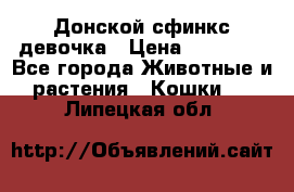 Донской сфинкс девочка › Цена ­ 15 000 - Все города Животные и растения » Кошки   . Липецкая обл.